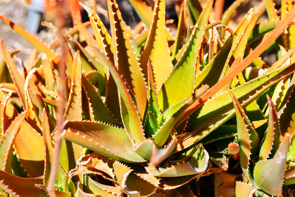 Bunch of growing green aloe plants. The brown parts of the plants are dried up and the green parts are still alive