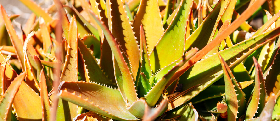 Bunch of growing green aloe plants. The brown parts of the plants are dried up and the green parts are still alive