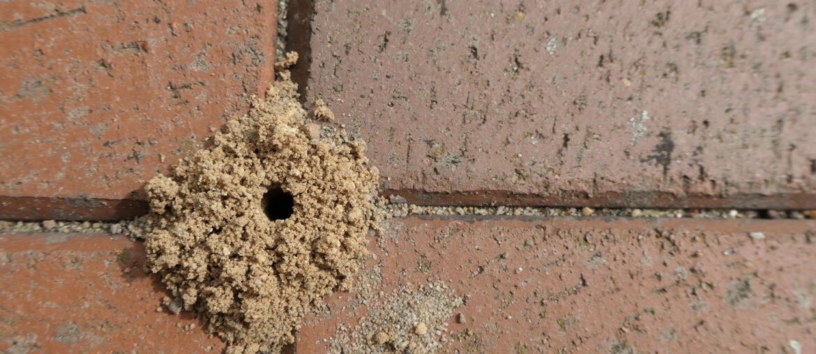 Ant mound in the joint between terrace tiles