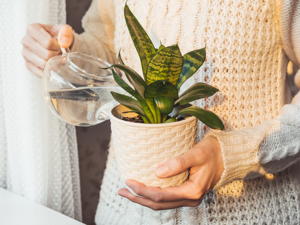 Woman in cable-knit sweater watering Sansevieria. Indoors plant in white flower pot. Peaceful botanical hobby. Gardening at home. Winter sunset.