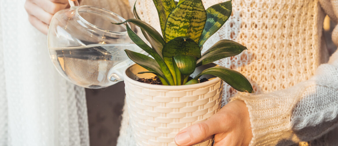 Woman in cable-knit sweater watering Sansevieria. Indoors plant in white flower pot. Peaceful botanical hobby. Gardening at home. Winter sunset.