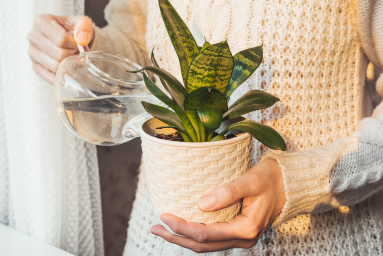 Woman in cable-knit sweater watering Sansevieria. Indoors plant in white flower pot. Peaceful botanical hobby. Gardening at home. Winter sunset.