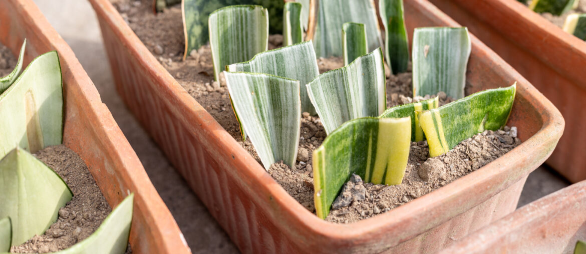 Propagation of snake plant from leaf cuttings