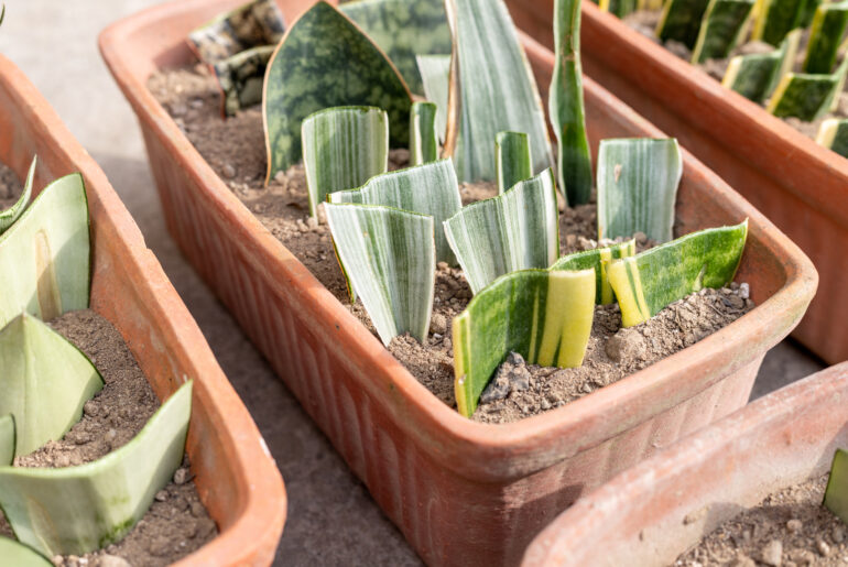 Propagation of snake plant from leaf cuttings