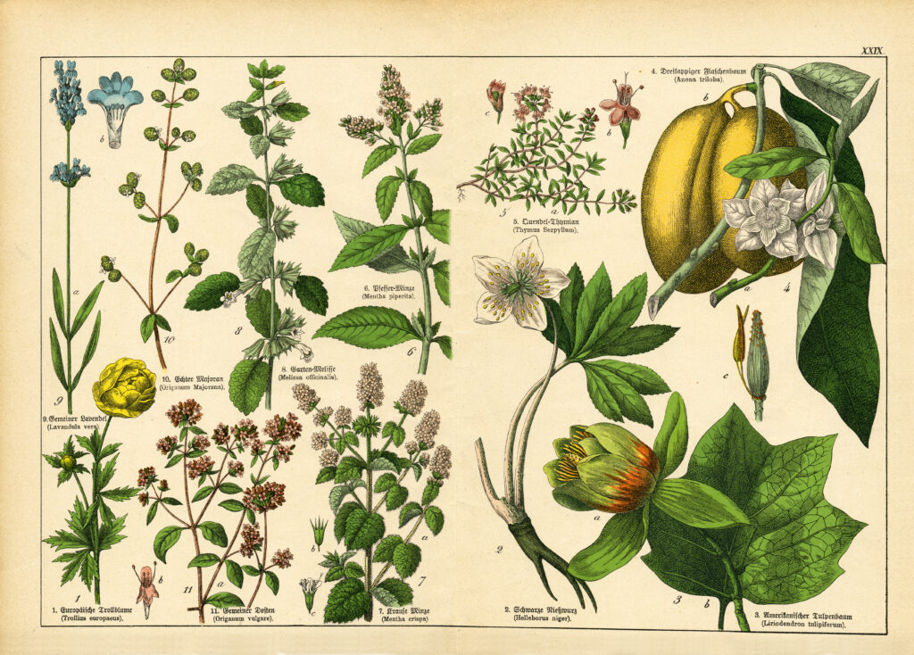 A sheet of antique botanical lithography of the 1890s-1900s with images of plants. Copyright has expired on this artwork.