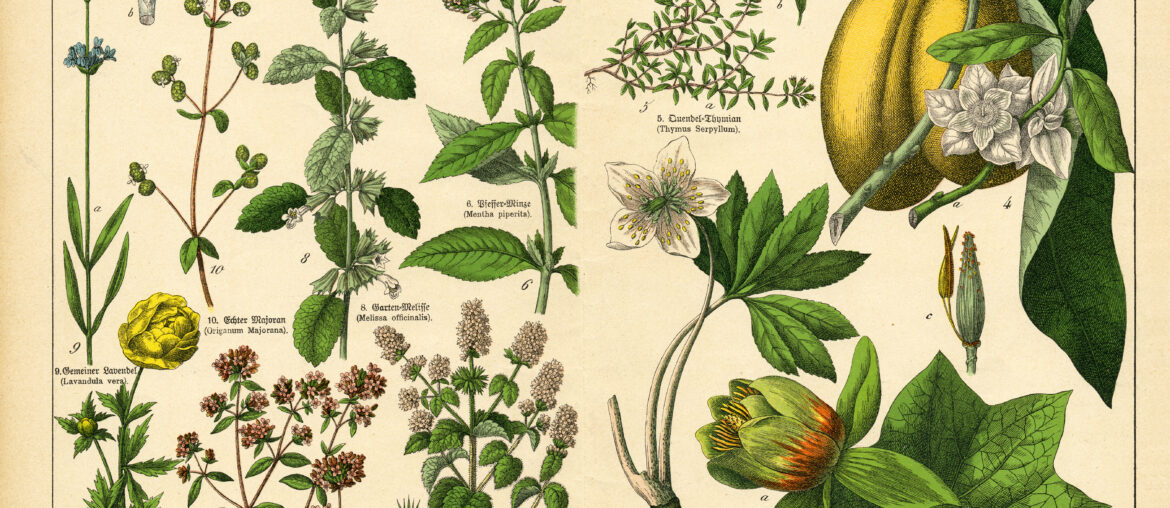 A sheet of antique botanical lithography of the 1890s-1900s with images of plants. Copyright has expired on this artwork.