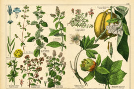 A sheet of antique botanical lithography of the 1890s-1900s with images of plants. Copyright has expired on this artwork.