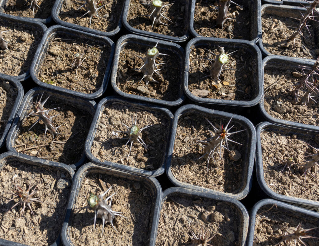 Euphorbia milii dwarf cuttings planted in small pots