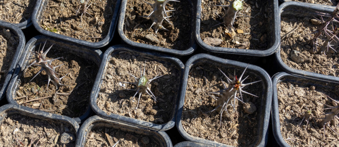 Euphorbia milii dwarf cuttings planted in small pots