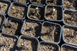 Euphorbia milii dwarf cuttings planted in small pots