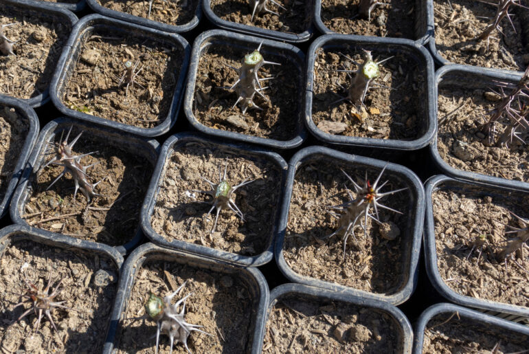 Euphorbia milii dwarf cuttings planted in small pots