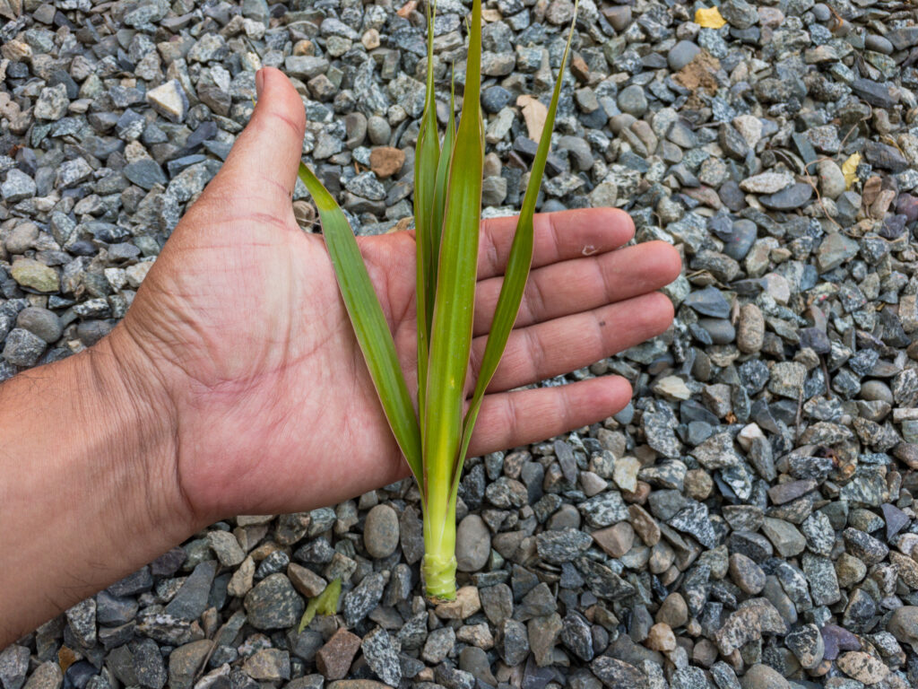 dracaena marginata plant cuttings holding in a hand