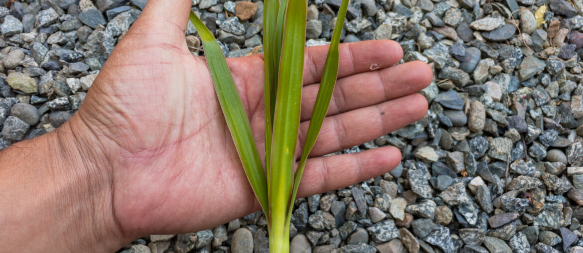 dracaena marginata plant cuttings holding in a hand