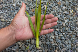 dracaena marginata plant cuttings holding in a hand