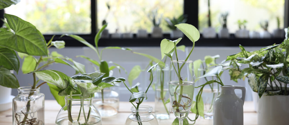 Greren indoor plants in clear glass cup and vase on wooden table in front of window