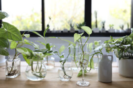 Greren indoor plants in clear glass cup and vase on wooden table in front of window