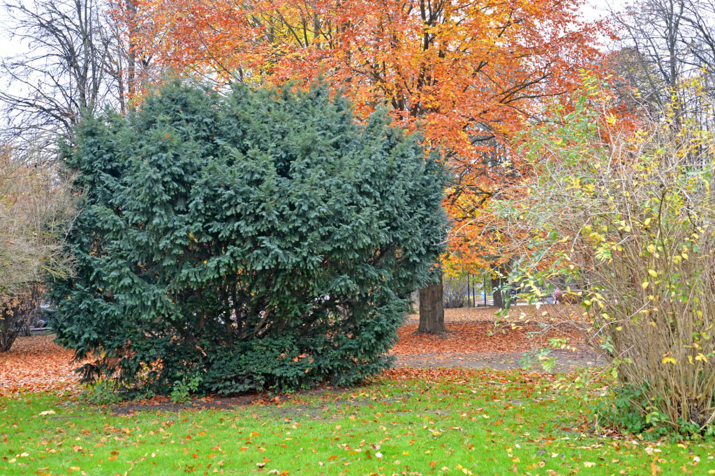 Berry yew (Taxus baccata L.) in autumn park