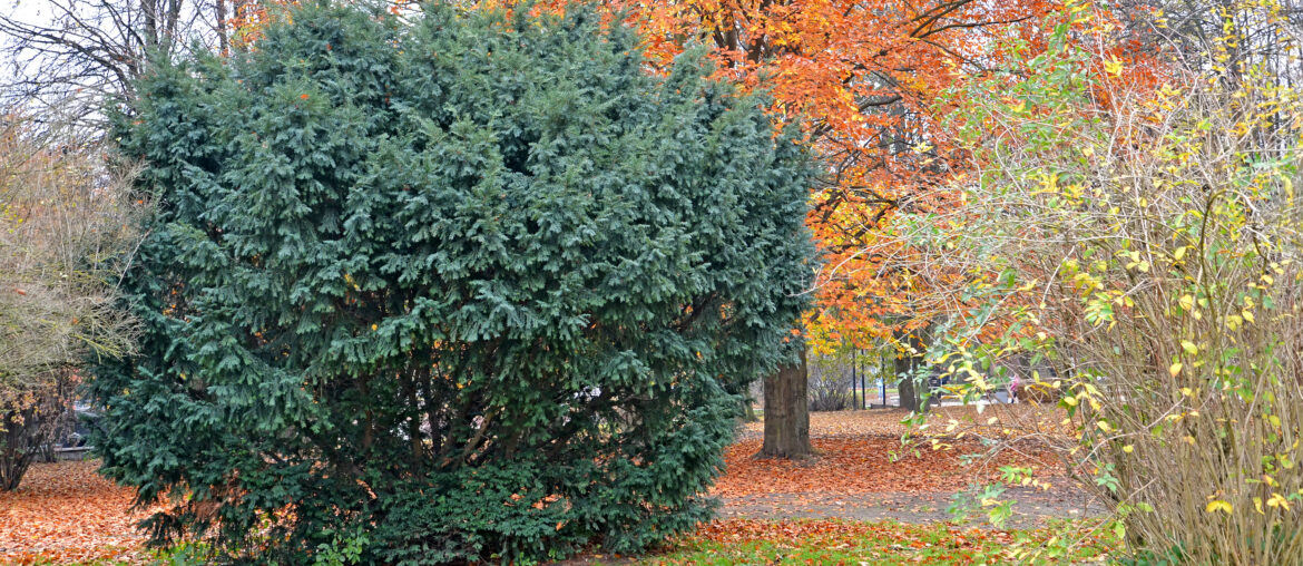 Berry yew (Taxus baccata L.) in autumn park