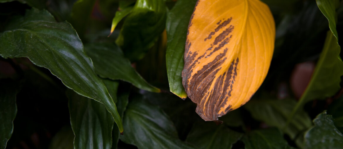 Withered yellow leaf on home plant Spathiphyllum