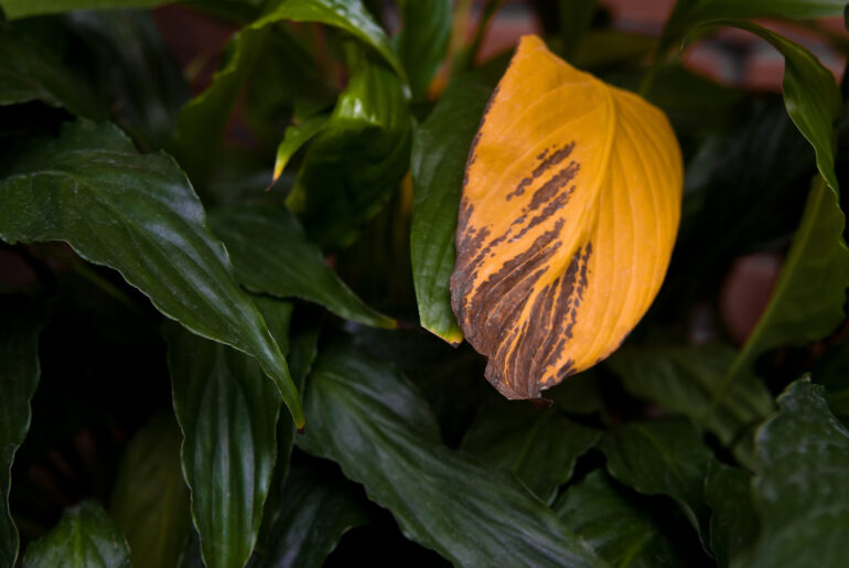 Withered yellow leaf on home plant Spathiphyllum