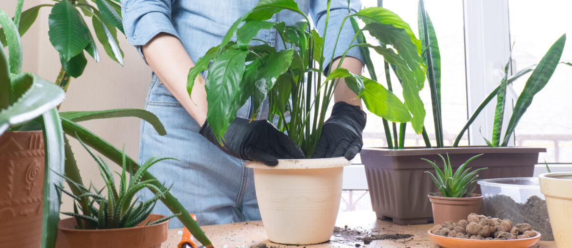 Spring houseplant care, houseplant transplant. A woman at home transplants a plant into a new pot. Gardener transplanting Spathiphyllum plant. Selective focus