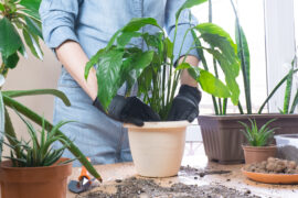 Spring houseplant care, houseplant transplant. A woman at home transplants a plant into a new pot. Gardener transplanting Spathiphyllum plant. Selective focus