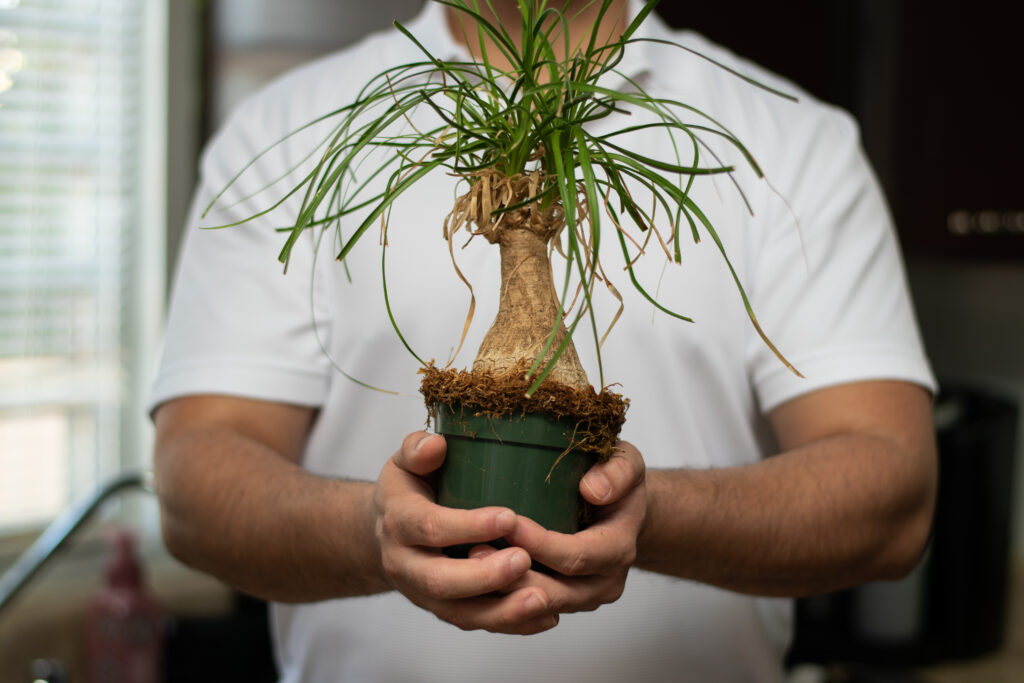 Person holding a pot of a little ponytail palm called beaucarnea recurvata in house