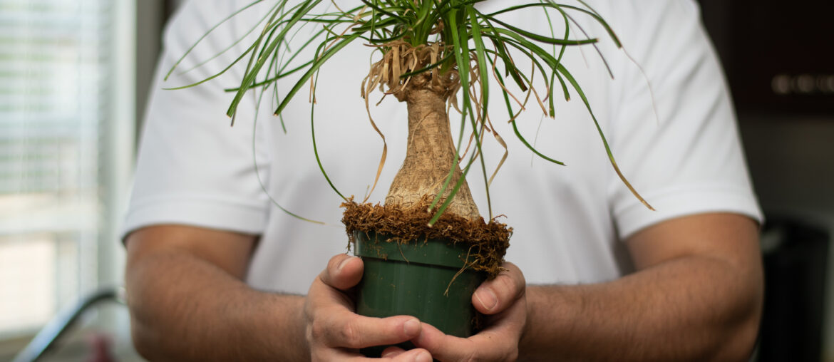 Person holding a pot of a little ponytail palm called beaucarnea recurvata in house