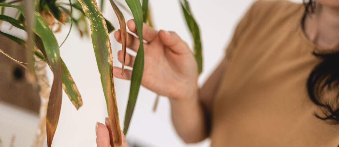 Close up of Female gardener hands touching dry leaves of Beaucarnea, Ponytail palm, Nolina plant. Caring of home green plants indoors, spring waking up, home garden, gardening blog