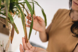 Close up of Female gardener hands touching dry leaves of Beaucarnea, Ponytail palm, Nolina plant. Caring of home green plants indoors, spring waking up, home garden, gardening blog