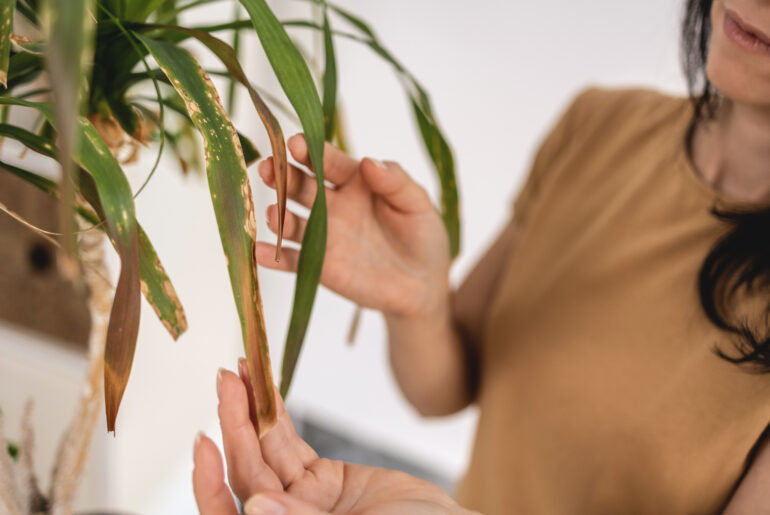 Close up of Female gardener hands touching dry leaves of Beaucarnea, Ponytail palm, Nolina plant. Caring of home green plants indoors, spring waking up, home garden, gardening blog