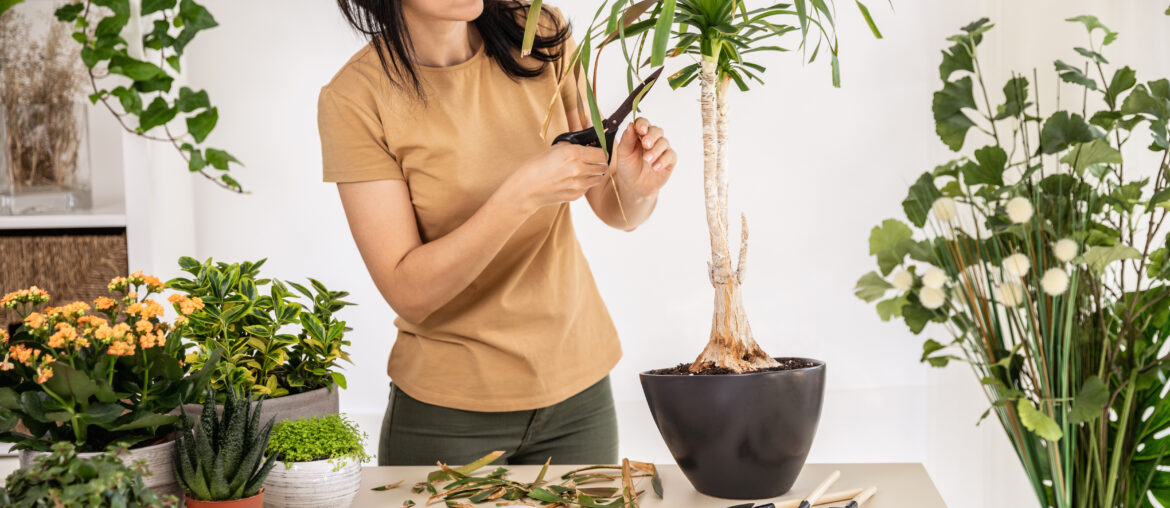 Female gardener cutting dry leaves of Beaucarnea, Ponytail palm, Nolina plant working at workshop. Planting of home green plants indoors, home garden, gardening blog, Houseplant care concept