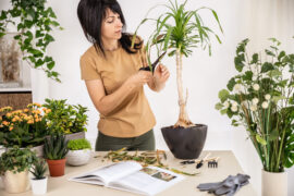 Female gardener cutting dry leaves of Beaucarnea, Ponytail palm, Nolina plant working at workshop. Planting of home green plants indoors, home garden, gardening blog, Houseplant care concept