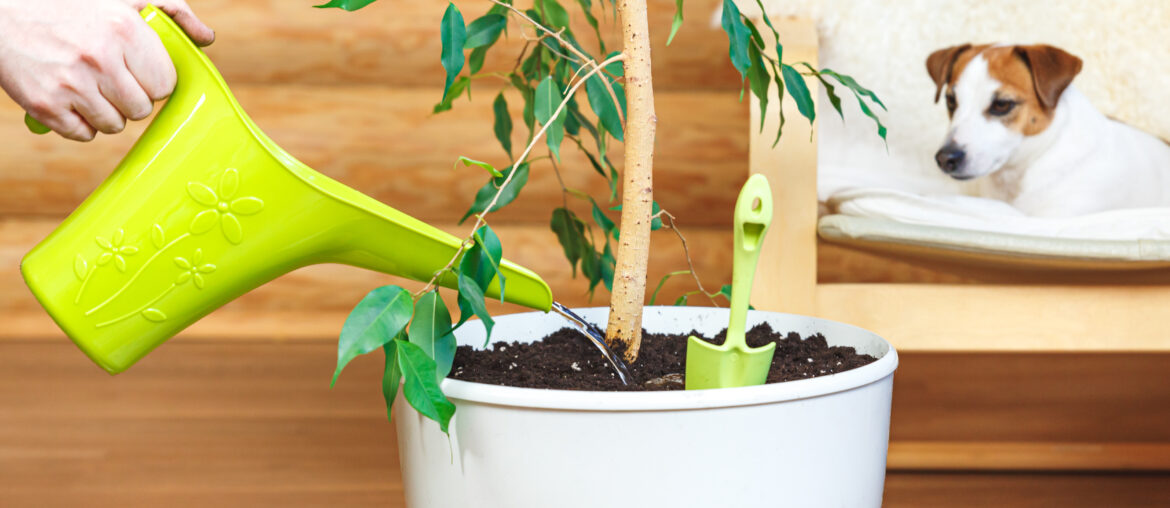 The process of watering a houseplant in a white flowerpot from a watering can. Houseplant care concept, gardening, home garden, eco-friendly home, hobby. Ficus benjamin. Dog in the interior.