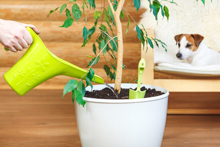 The process of watering a houseplant in a white flowerpot from a watering can. Houseplant care concept, gardening, home garden, eco-friendly home, hobby. Ficus benjamin. Dog in the interior.