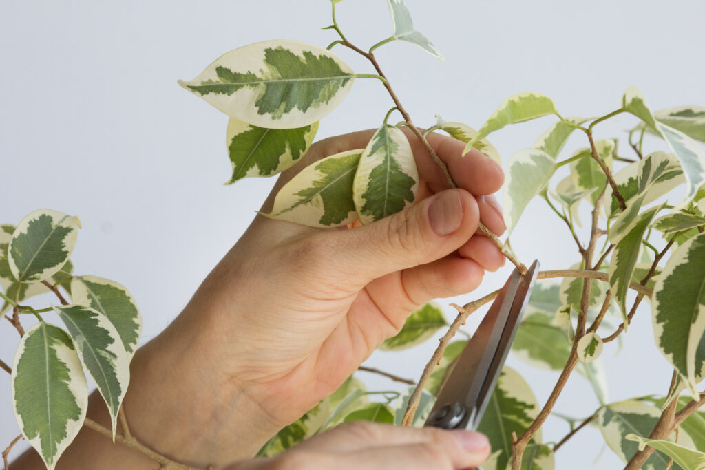 Woman hand holding branch of ficus benjamina to cut it by scissor to make stalk to plant