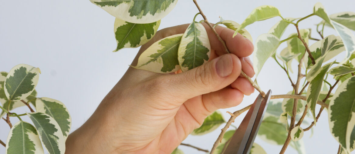 Woman hand holding branch of ficus benjamina to cut it by scissor to make stalk to plant