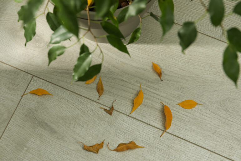 Fallen yellow leaves on floor near houseplant indoors, above view