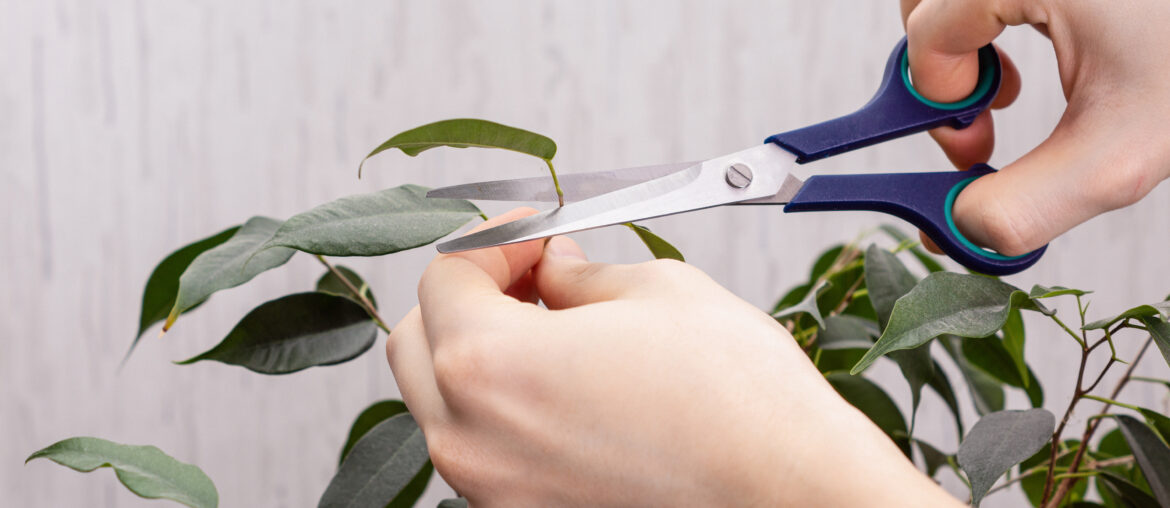 Man cuts the leaves of a domestic plant with scissors. Concept of growing domestic plants