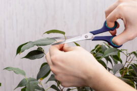 Man cuts the leaves of a domestic plant with scissors. Concept of growing domestic plants