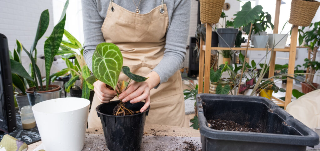 Repotting a home plant Anthurium clarinervium into a new pot in home interior. Caring for a potted plant, hands close-up