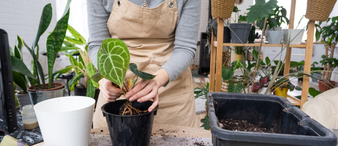 Repotting a home plant Anthurium clarinervium into a new pot in home interior. Caring for a potted plant, hands close-up