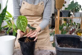 Repotting a home plant Anthurium clarinervium into a new pot in home interior. Caring for a potted plant, hands close-up