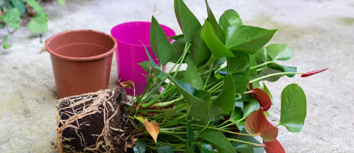 House flower with root removed from pot for transplanting into new pot