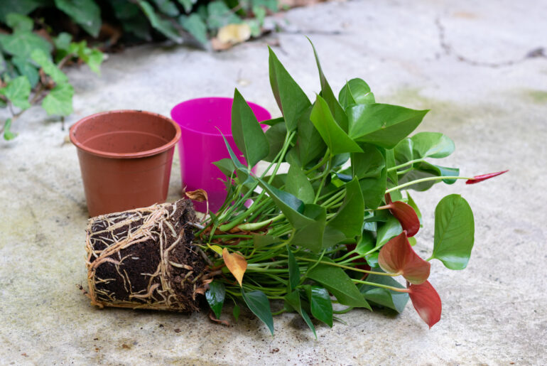 House flower with root removed from pot for transplanting into new pot