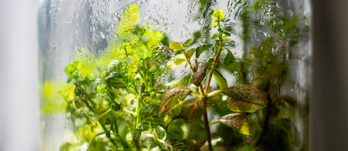 Plants in a closed glass bottle. Terrarium jar ecosystem. Moisture condenses on the inside. Process of photosynthesis. Water vapor is created in the humid environment and absorbed back into the soil