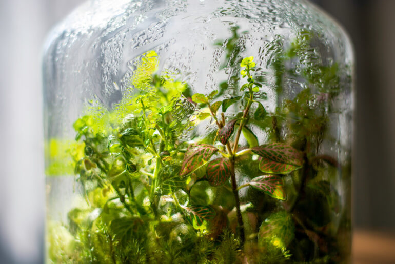 Plants in a closed glass bottle. Terrarium jar ecosystem. Moisture condenses on the inside. Process of photosynthesis. Water vapor is created in the humid environment and absorbed back into the soil