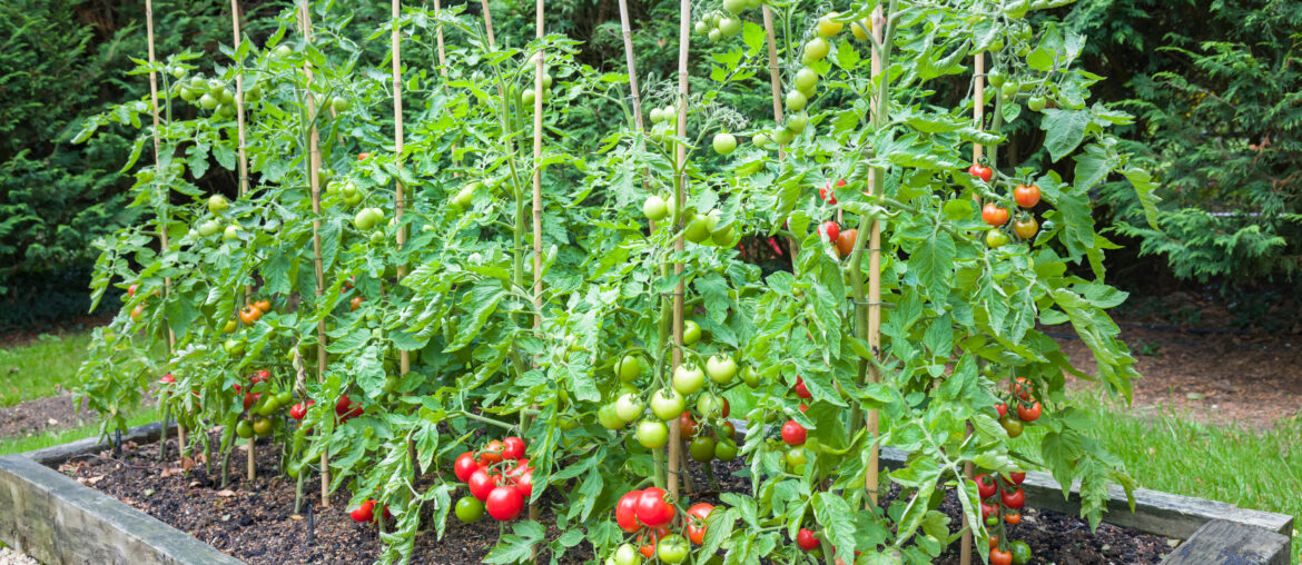 Tomato plants with ripe tomatoes growing outdoors in England UK