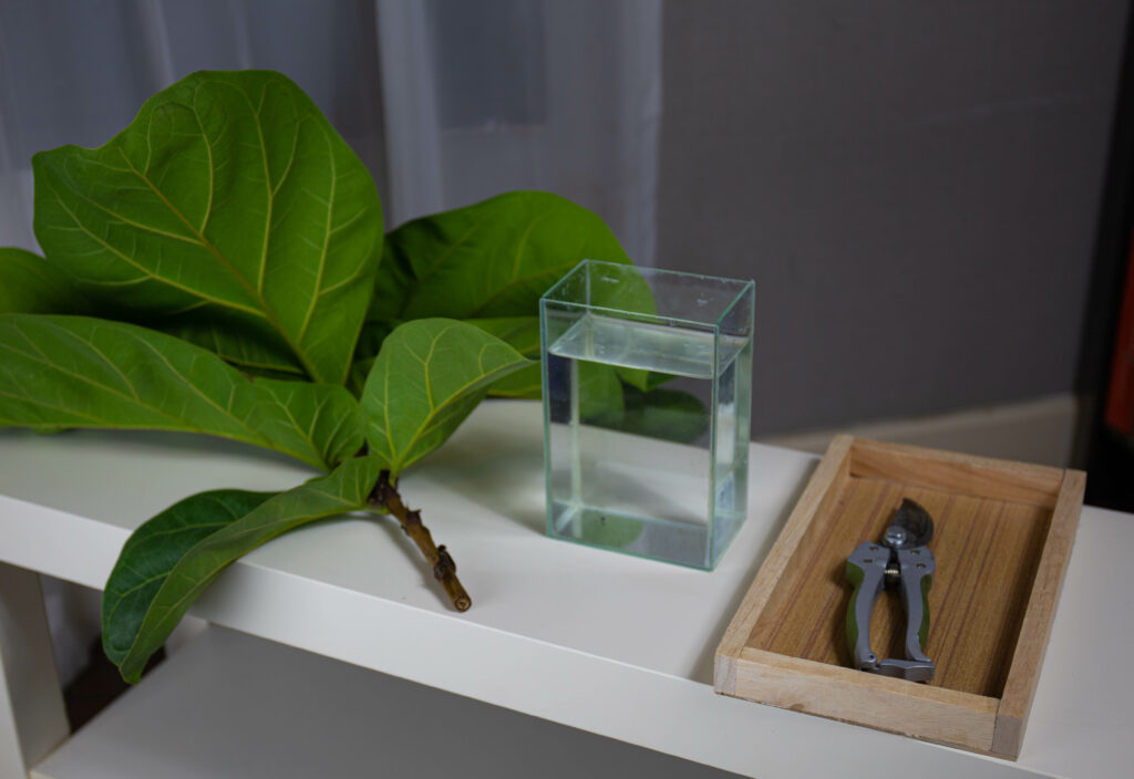 The procedure for preparing equipment for propagating Fiddle-leaf fig by cuttings in water.