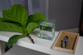 The procedure for preparing equipment for propagating Fiddle-leaf fig by cuttings in water.